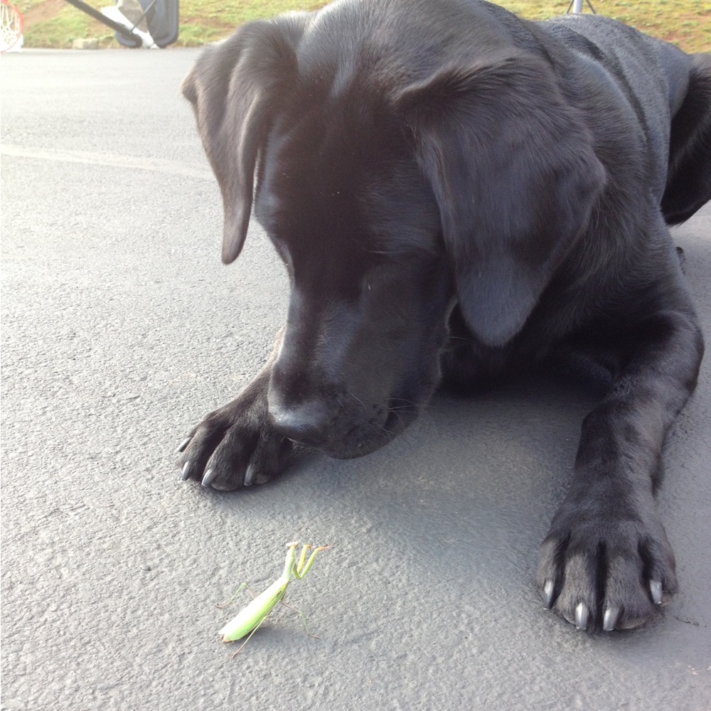 5 STAR Speedy Shipper